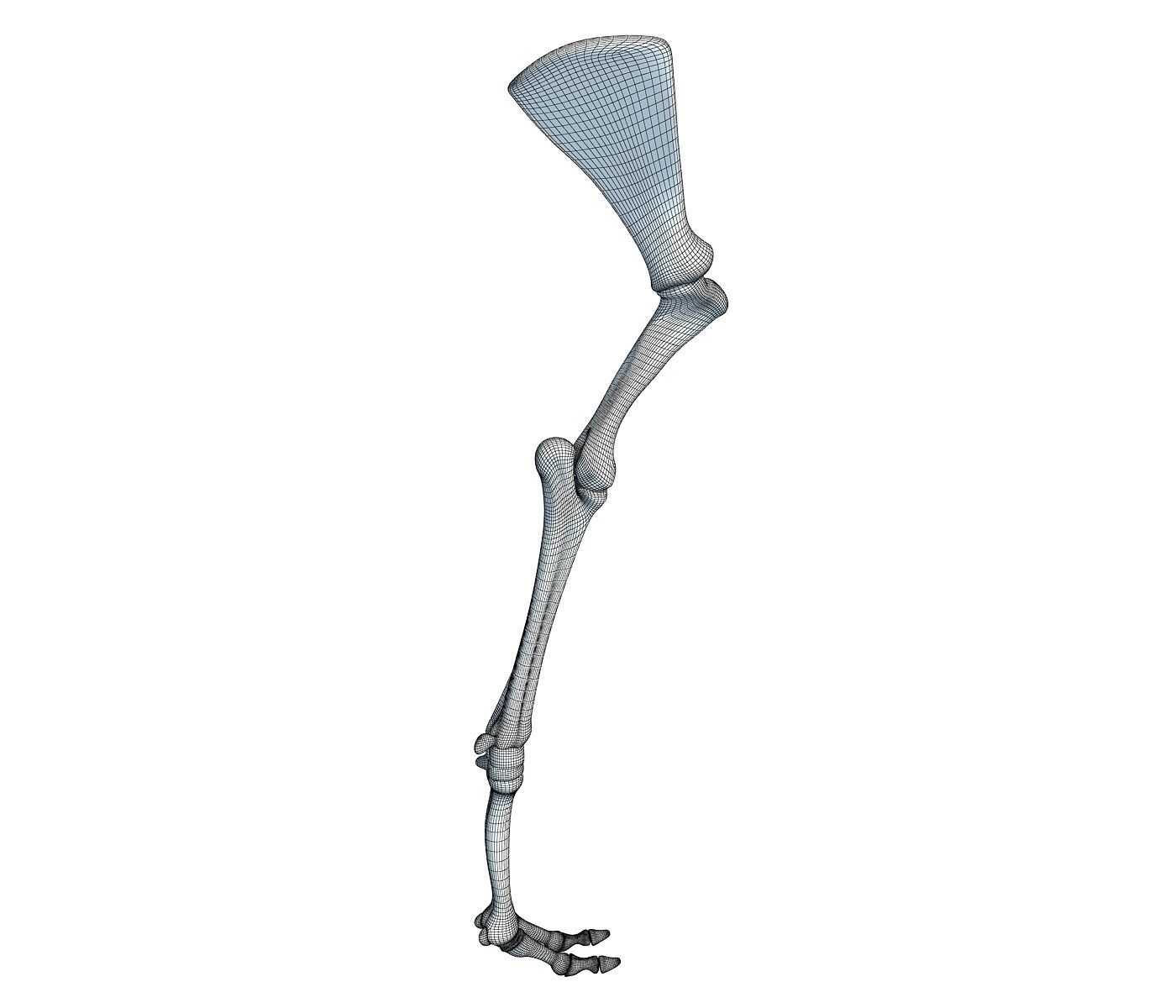 Camel Animal Humerus Arm  3D model_6