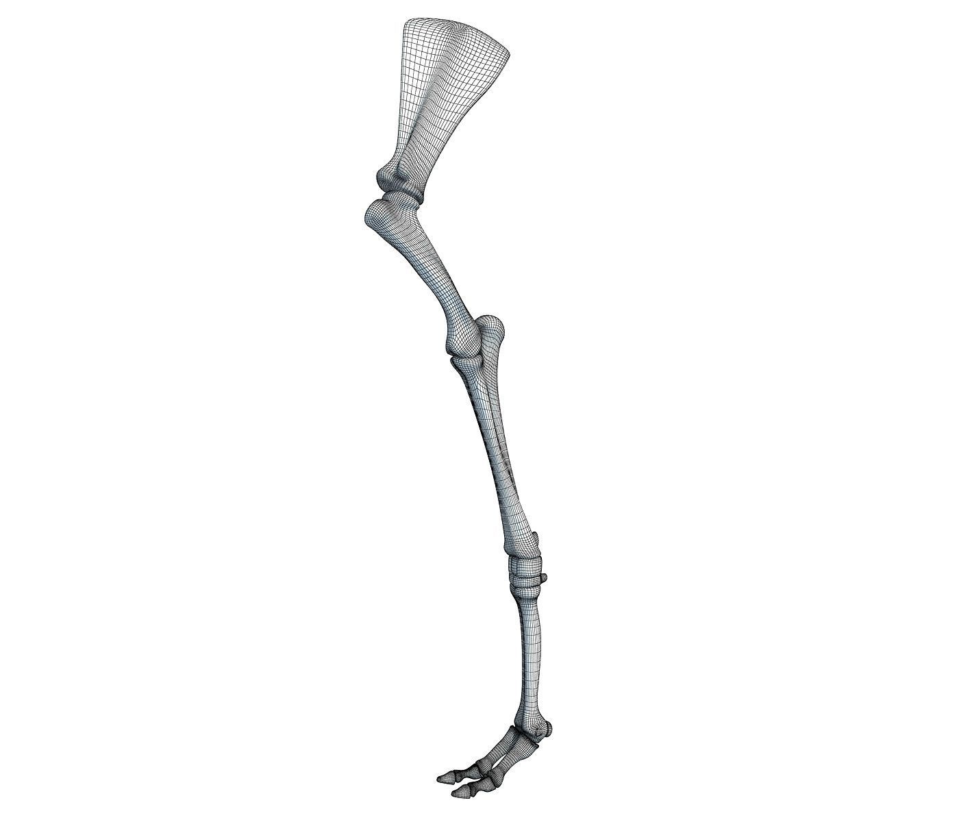Camel Animal Humerus Arm  3D model_5