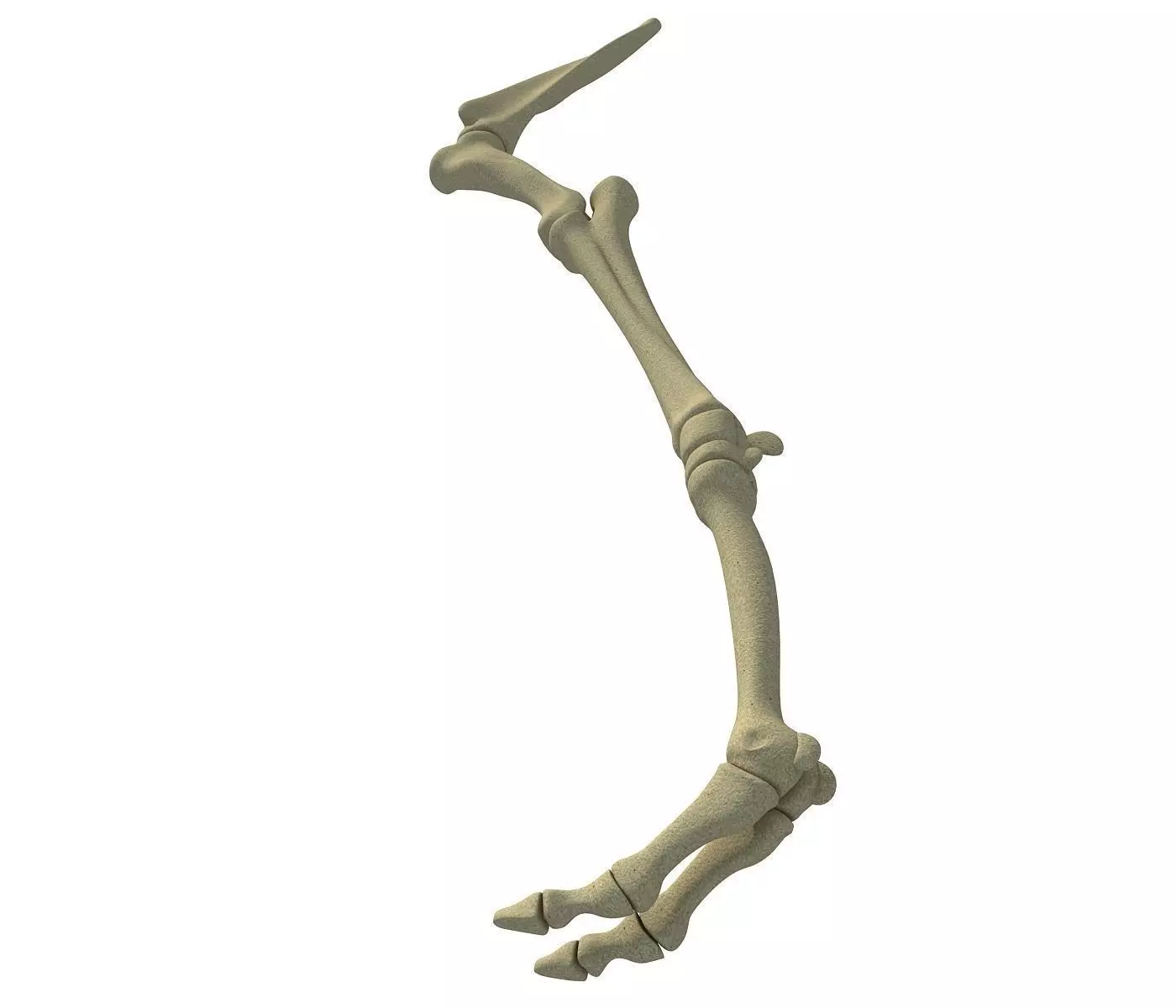 Camel Animal Humerus Arm  3D model_0
