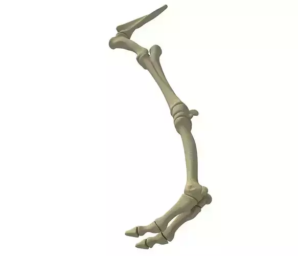 Camel Animal Humerus Arm  3D model