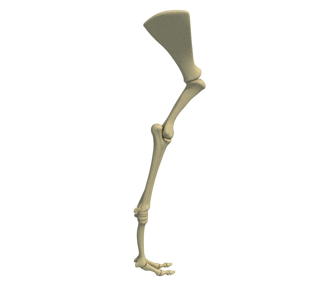 Camel Animal Humerus Arm  3D model_2