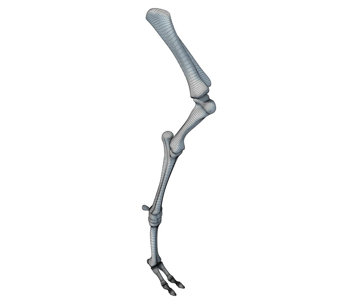 Camel Animal Humerus Arm  3D model_7