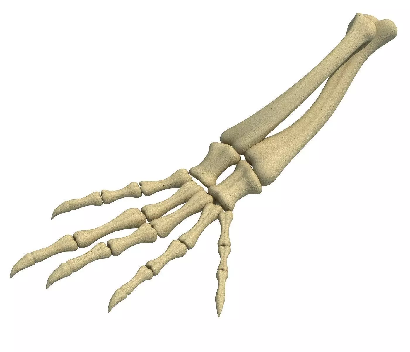 Animal Hand Bones 3 3D model