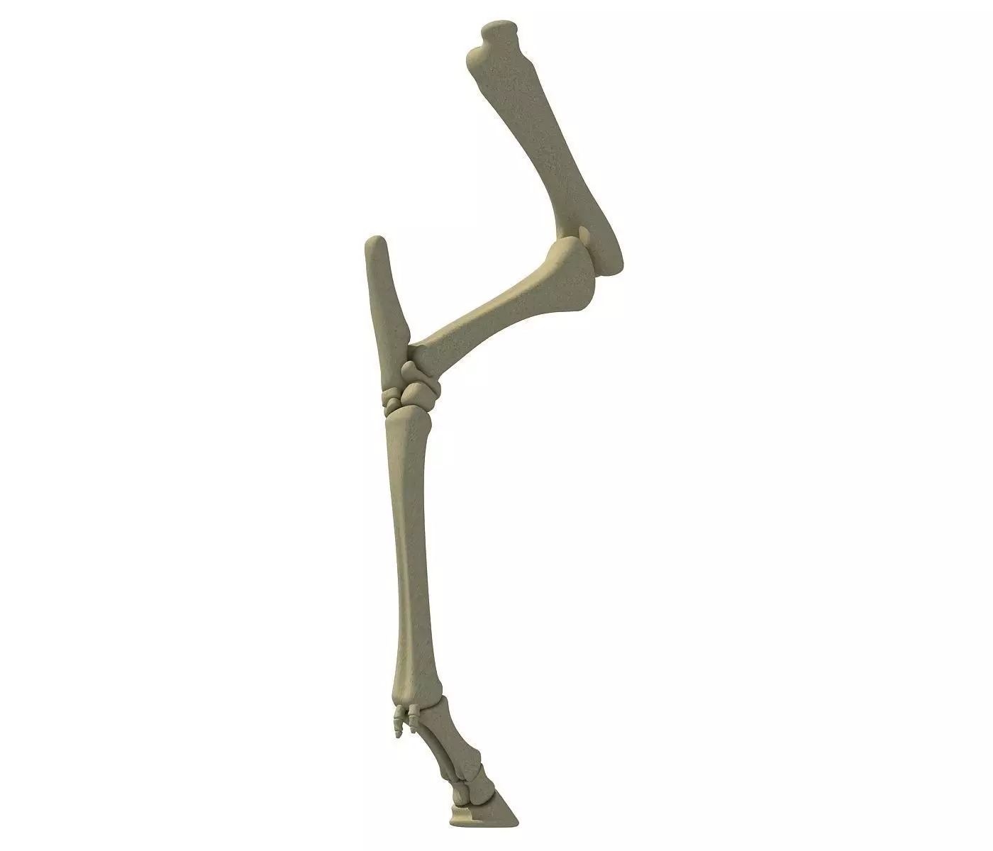 Skeleton of Animal Femur 3D model
