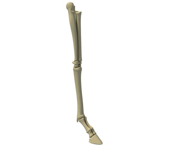 Animal Leg Femur Bones 2 3D model
