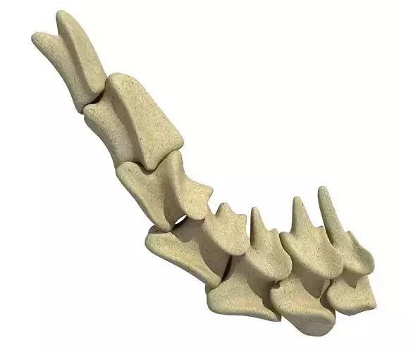 Neck Cervical Vertebrae of Animal