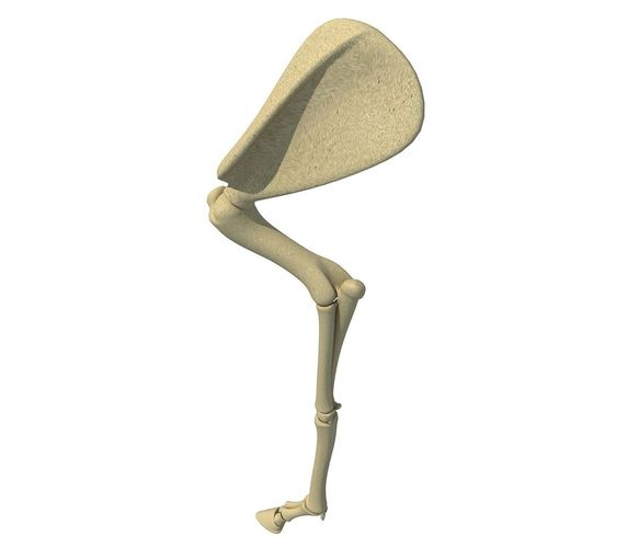 Mammal Arm Humerus  3D model