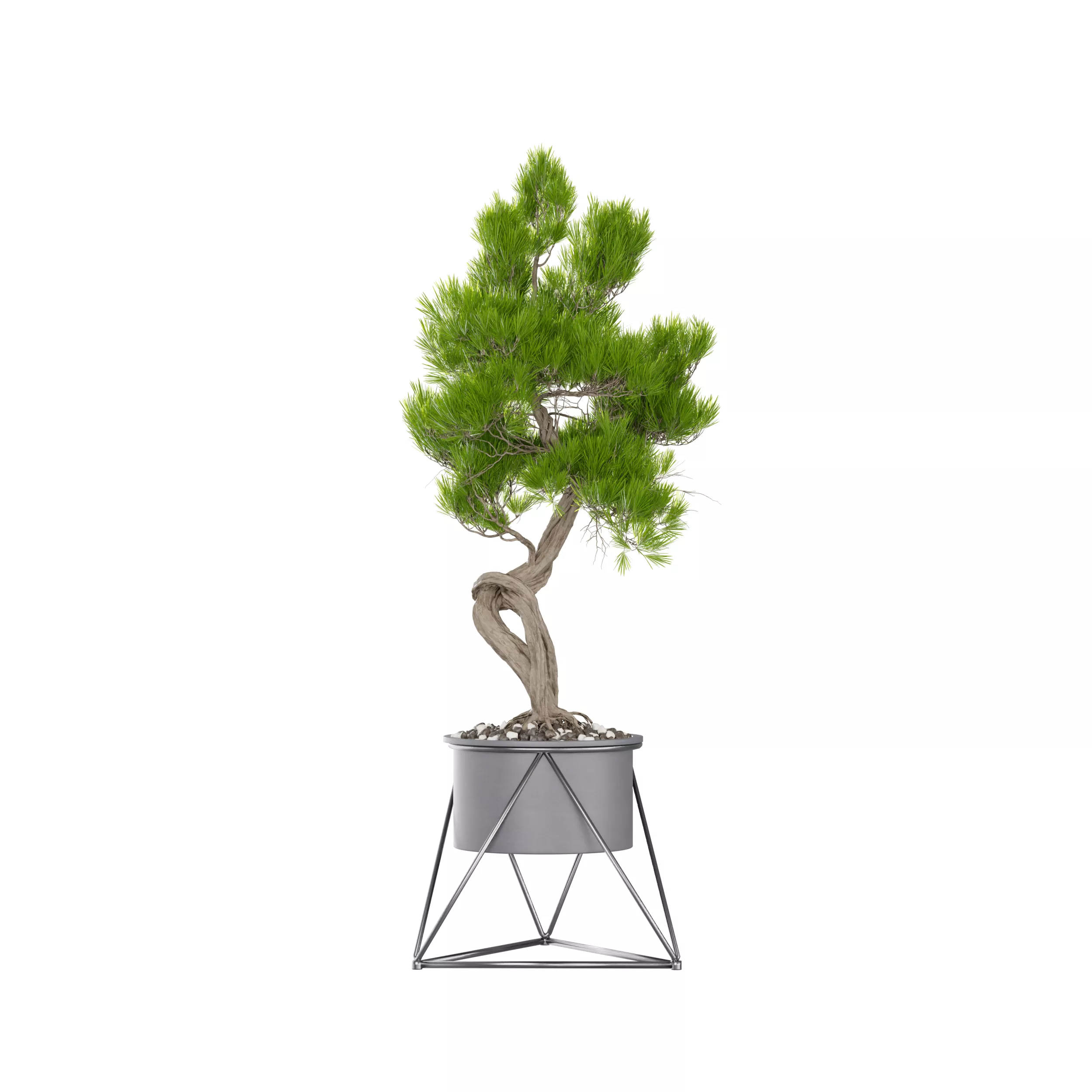 Pine Bonsai Tree in Grey Planter Low-poly 3D model