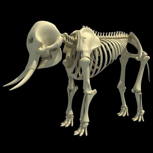 Skeleton of an African Elephant  3D model