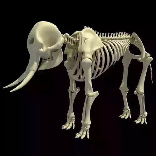 Skeleton of an African Elephant  3D model