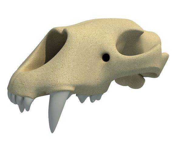 3D Skull of Lion  3D model