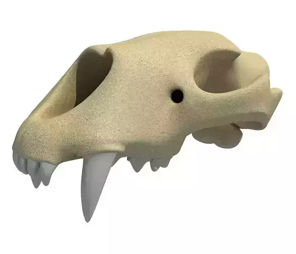 3D Skull of Lion 