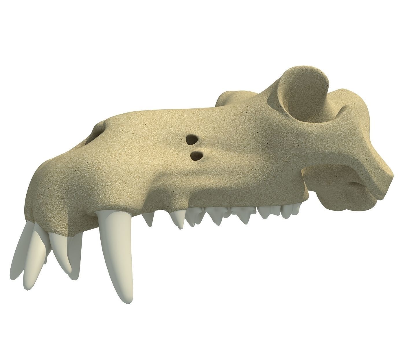 3D Skull of Hippo 3D model_1