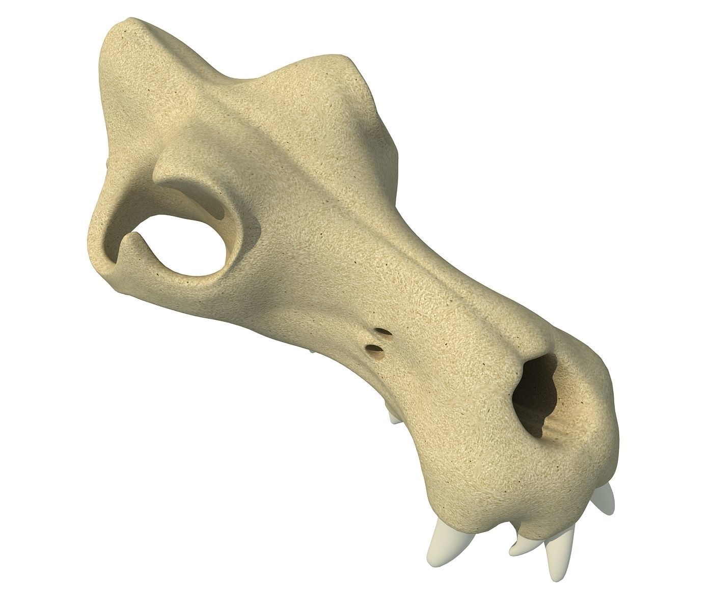 3D Skull of Hippo 3D model_2