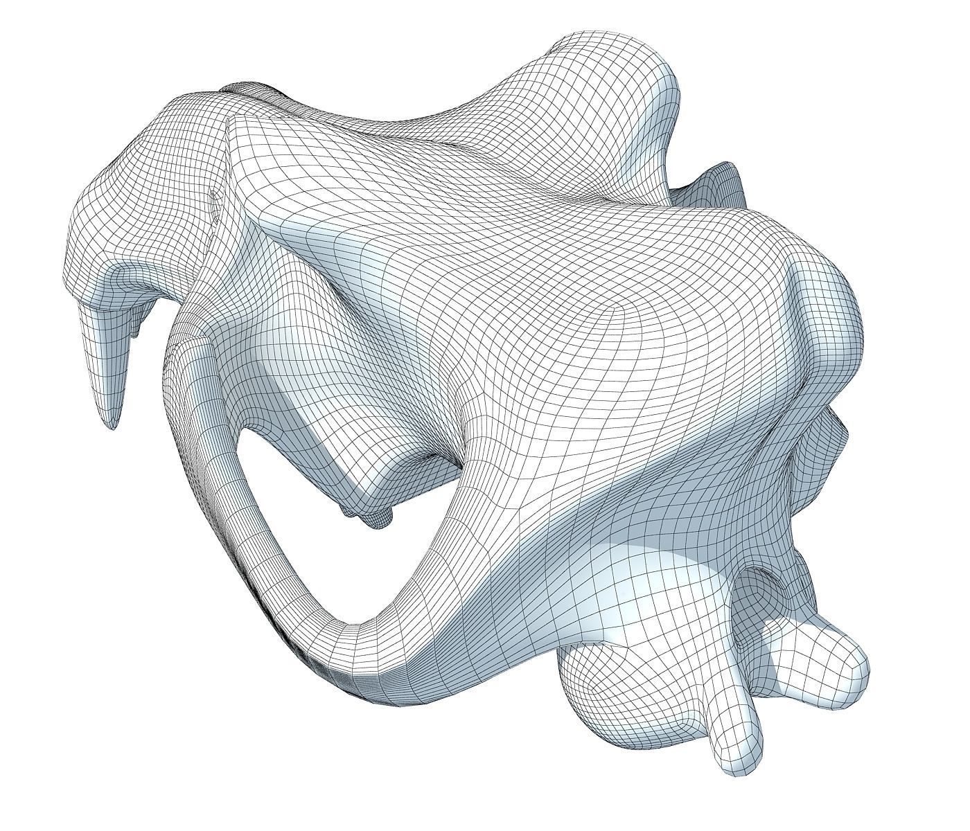 3D Skull of Hippo 3D model_8