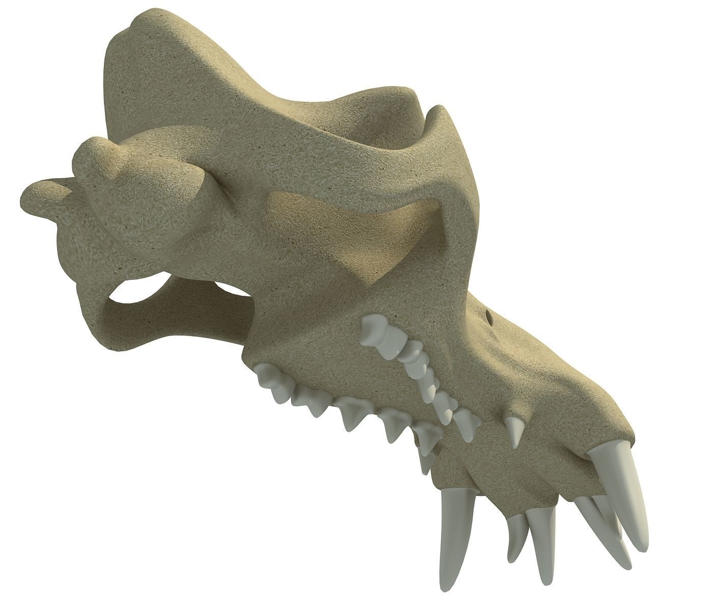 3D Skull of Hippo 3D model_4