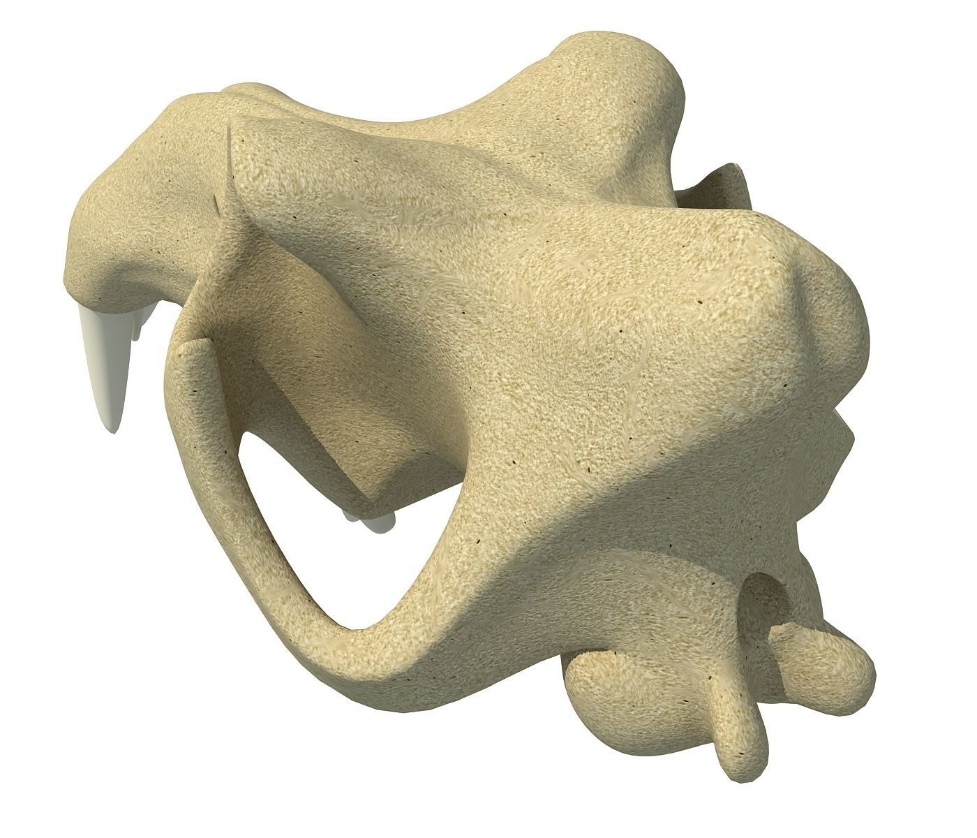 3D Skull of Hippo 3D model_3