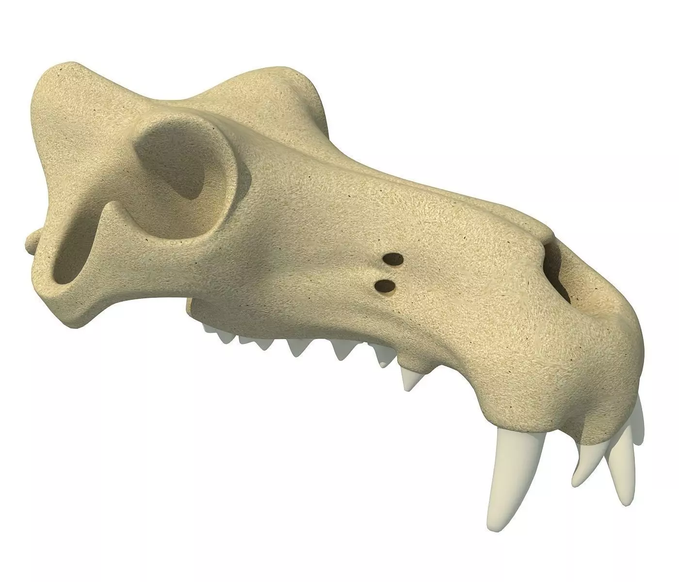 3D Skull of Hippo 3D model_0