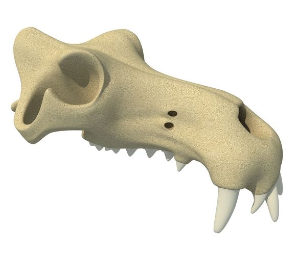 3D Skull of Hippo 3D model