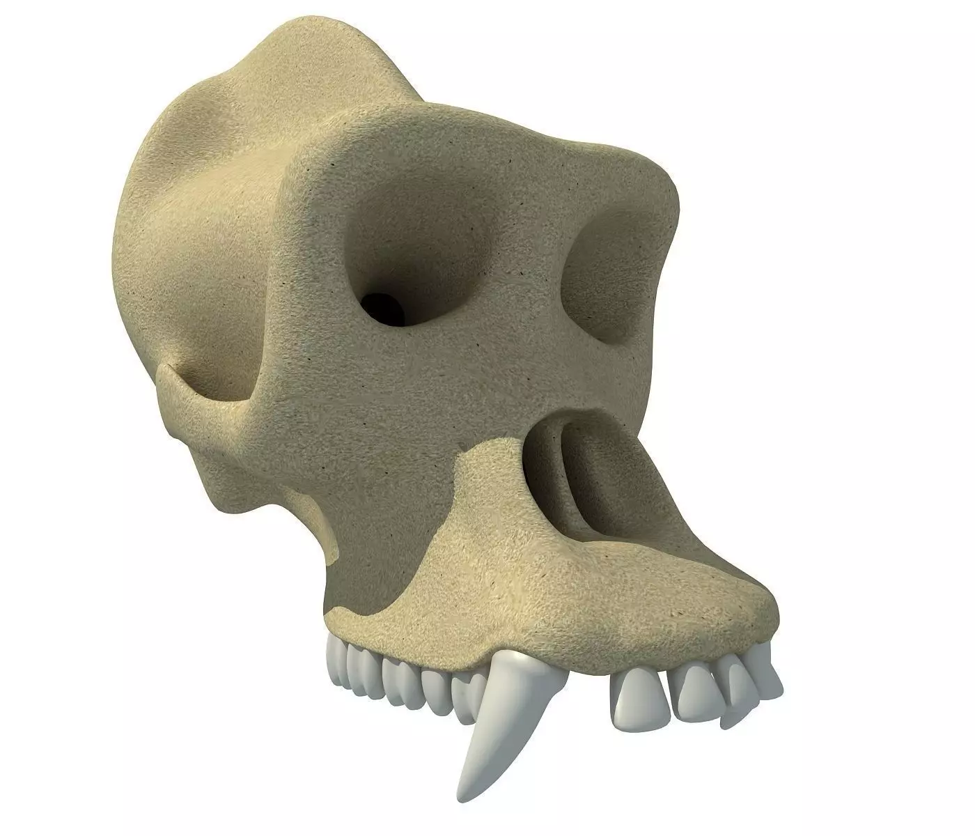 Gorilla Skull 3D model