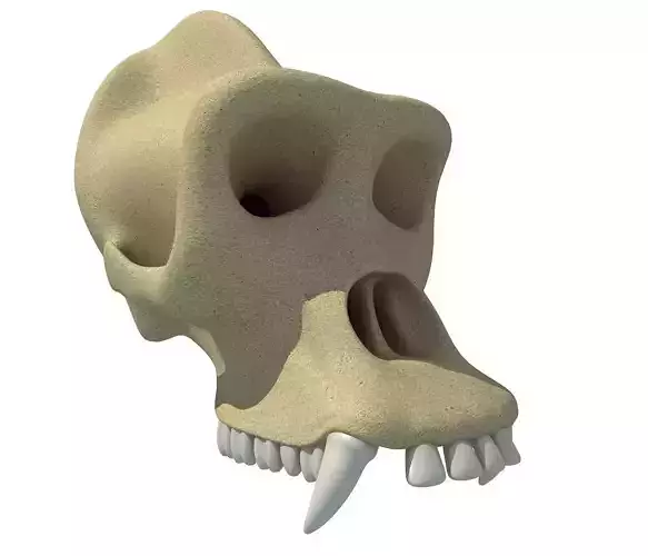 Gorilla Skull