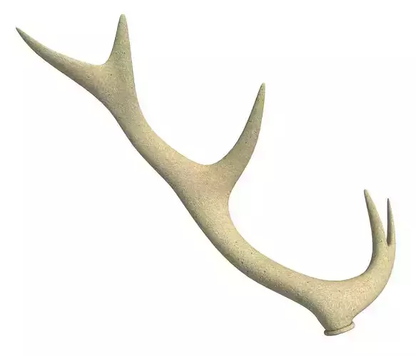 3D Deer Antler 3D model