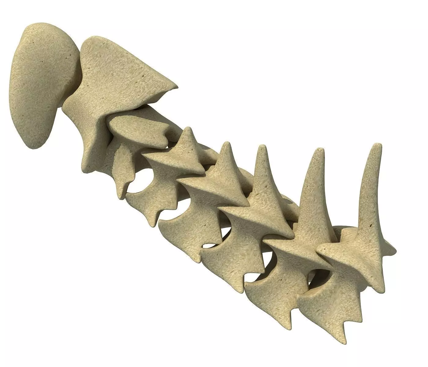 3D Animal Vertebrae 1 3D model_0