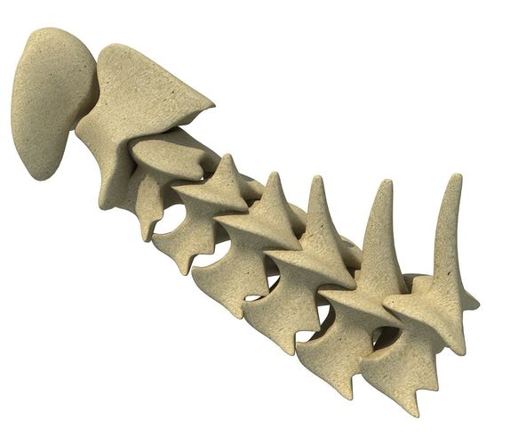 3D Animal Vertebrae 1 3D model