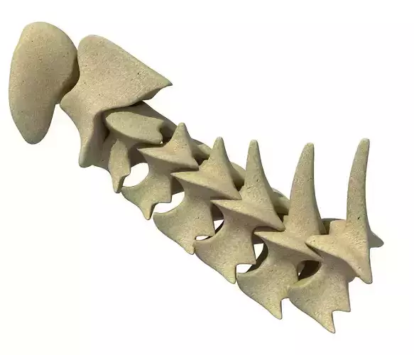 3D Animal Vertebrae 1 3D model