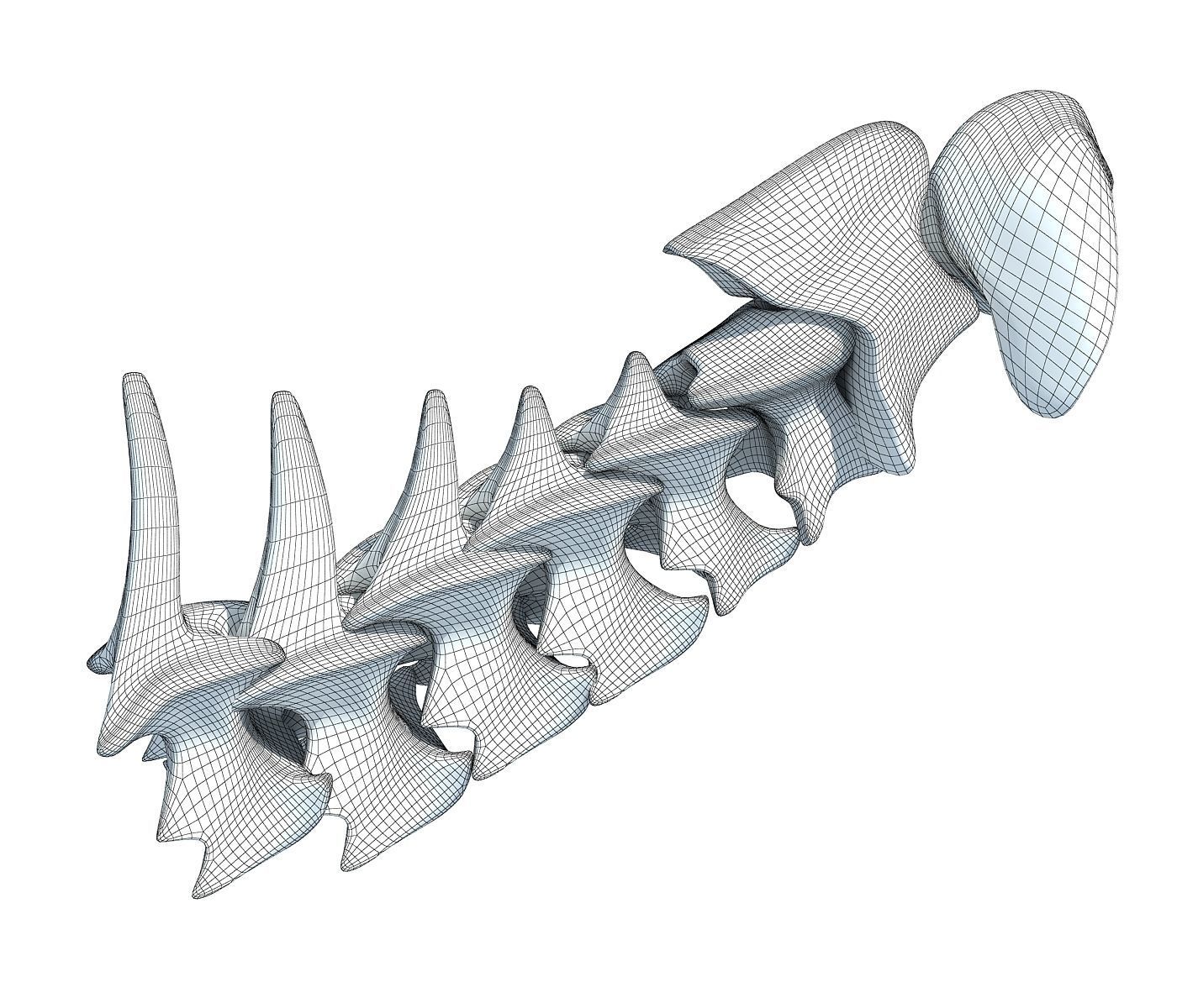 3D Animal Vertebrae 1 3D model_6