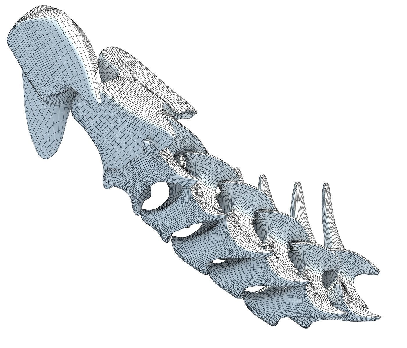 3D Animal Vertebrae 1 3D model_4