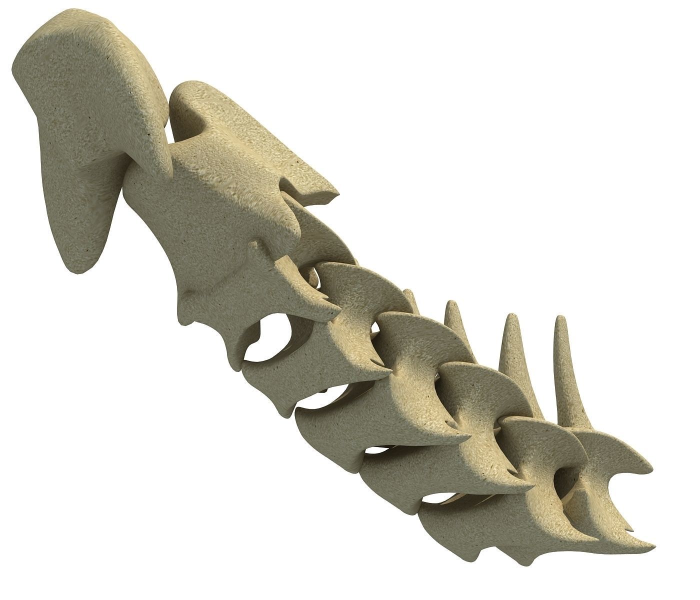 3D Animal Vertebrae 1 3D model_2