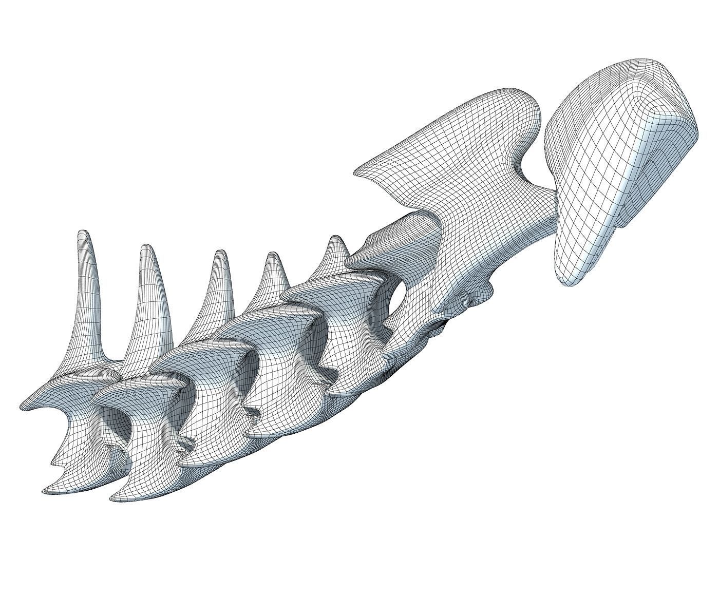 3D Animal Vertebrae 1 3D model_5