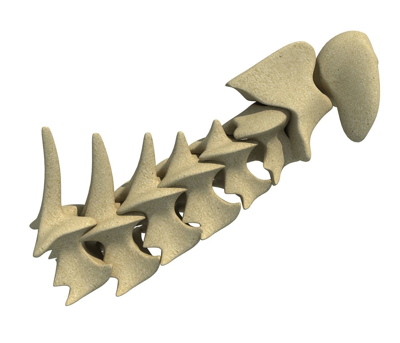 3D Animal Vertebrae 1 3D model_1