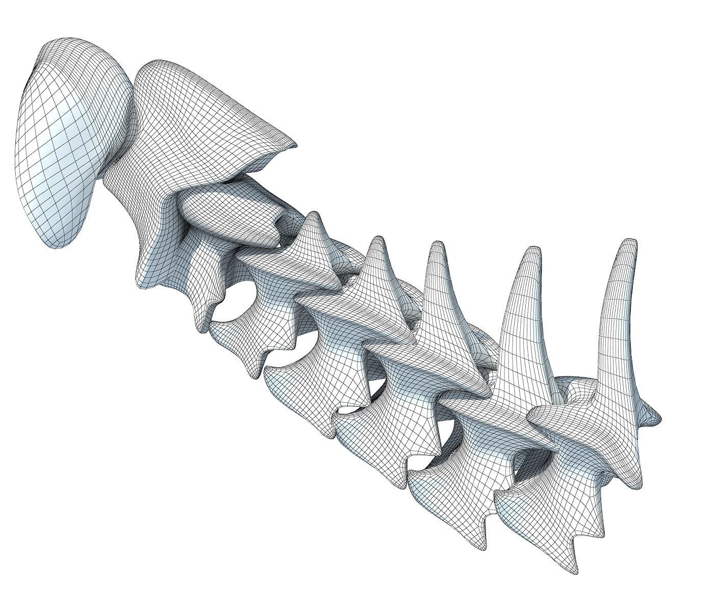 3D Animal Vertebrae 1 3D model_7