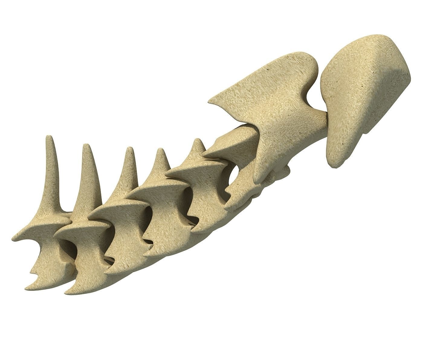 3D Animal Vertebrae 1 3D model_3
