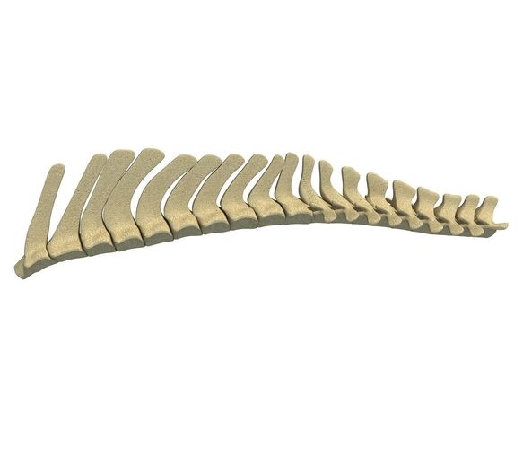 3D Animal Spinal Column 78 3D model