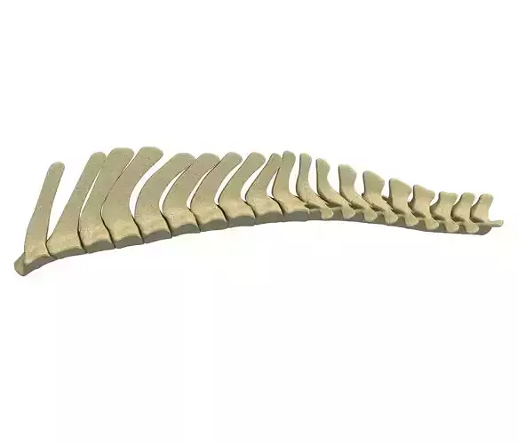 3D Animal Spinal Column 78 3D model