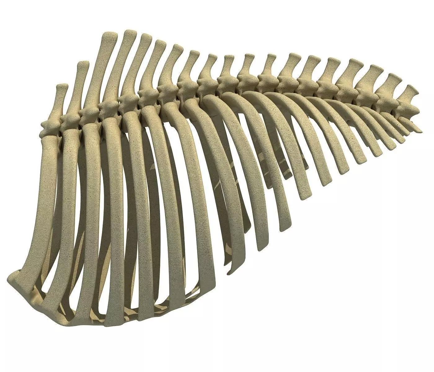 3D Animal Rib Cage 91 3D model