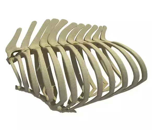 3D Animal Rib Cage 099 3D model