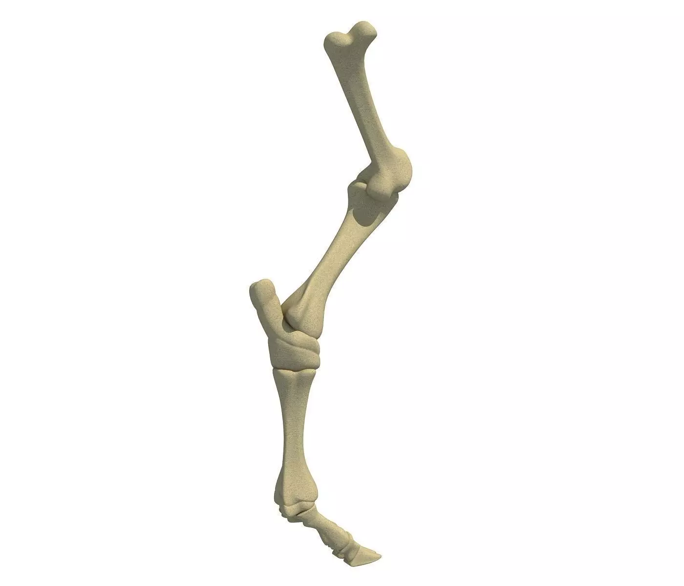 3D Animal Leg 88 3D model
