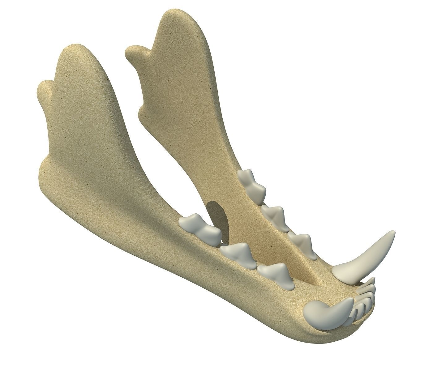 3D Animal Lower Jaw Mandible 3D model_3
