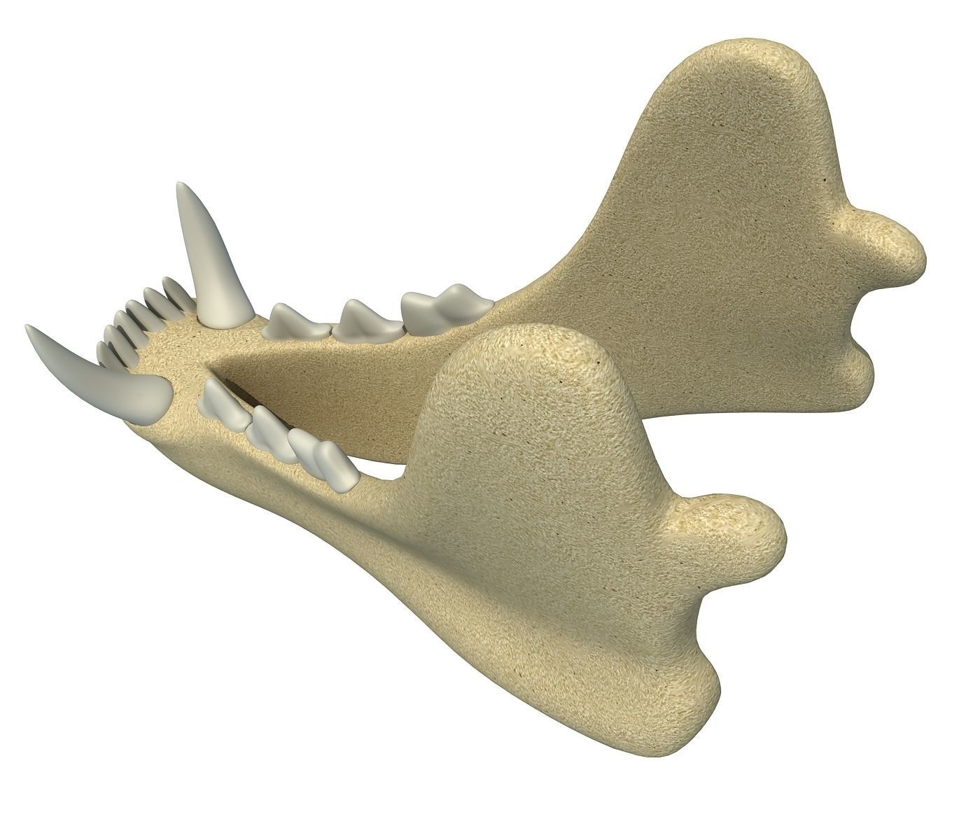 3D Animal Lower Jaw Mandible 3D model_1