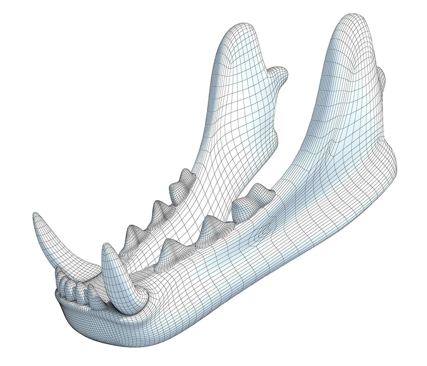 3D Animal Lower Jaw Mandible 3D model_5