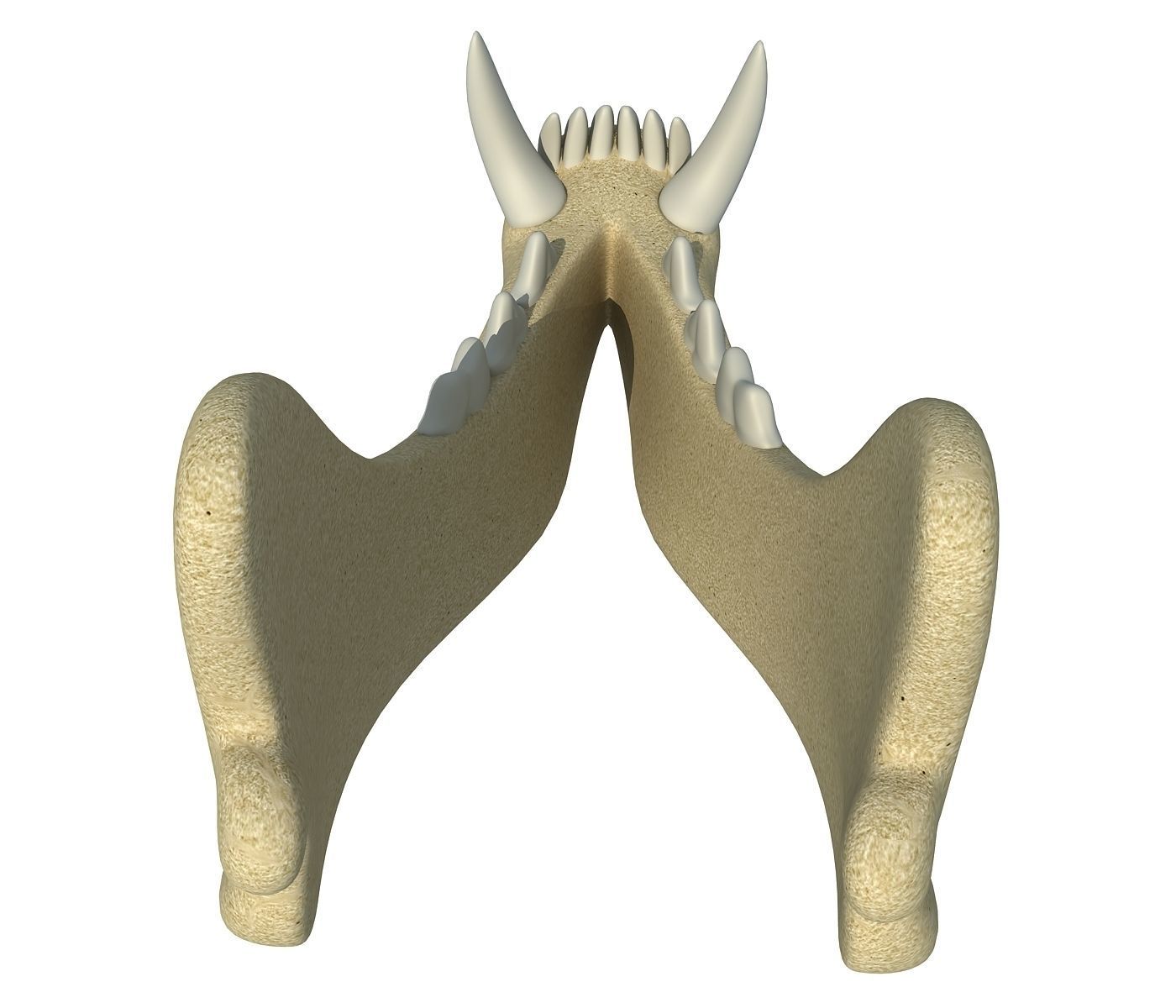 3D Animal Lower Jaw Mandible 3D model_2