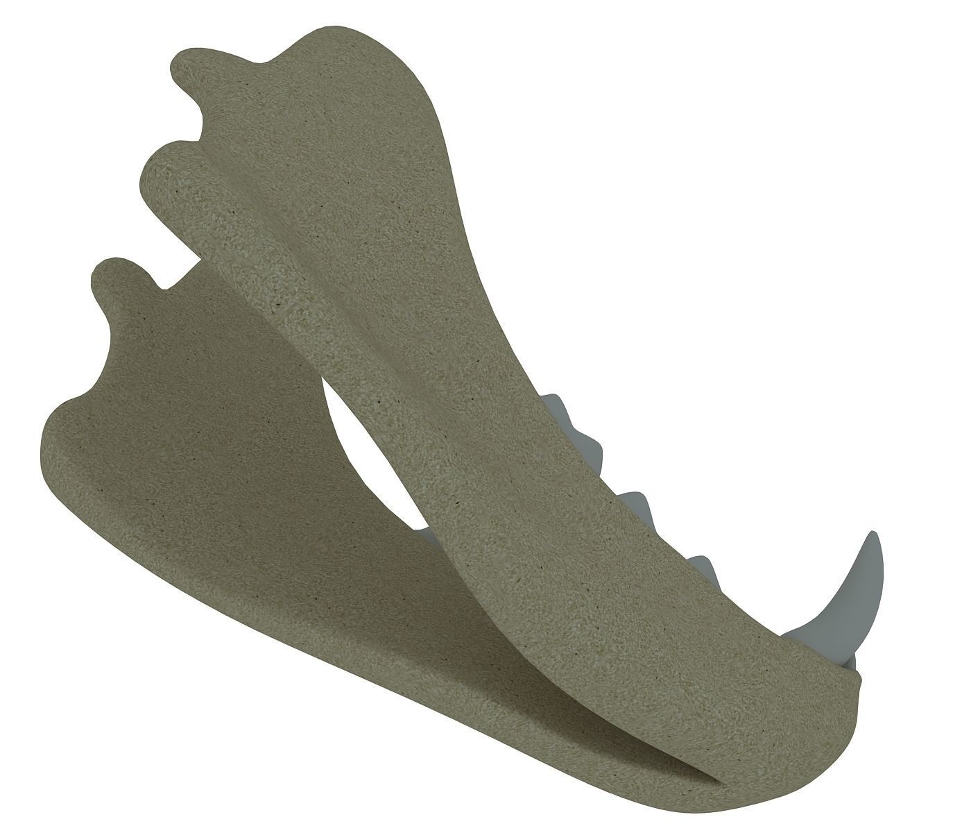 3D Animal Lower Jaw Mandible 3D model_4