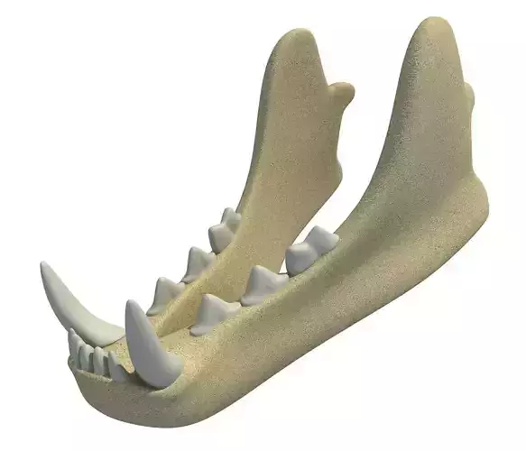 3D Animal Lower Jaw Mandible 3D model