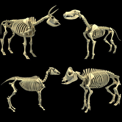 Skeleton Set of 3D Animals 3D model