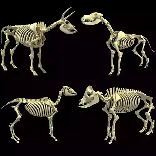 Skeleton Set of 3D Animals 3D model