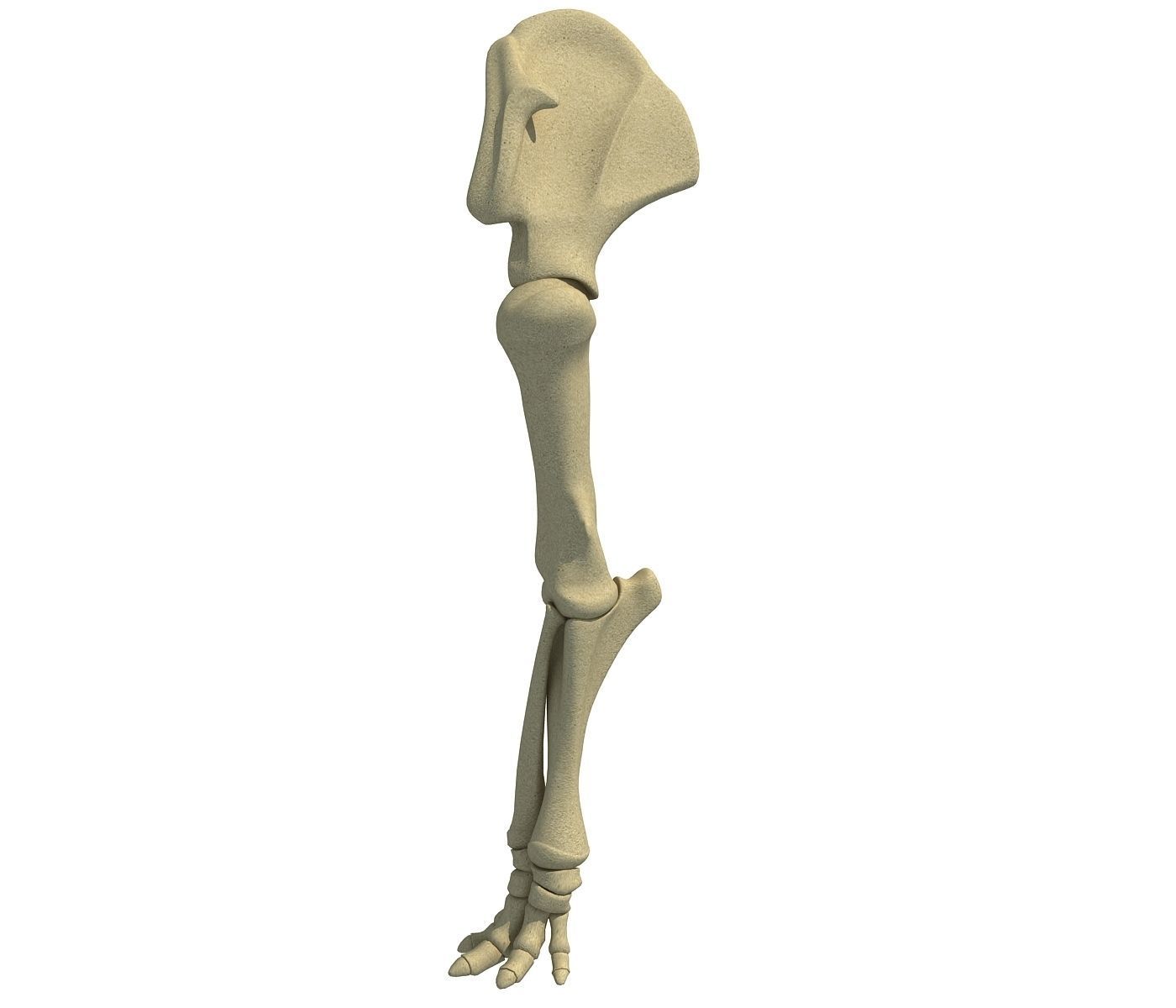 Elephant Leg Skeleton 3D model_2